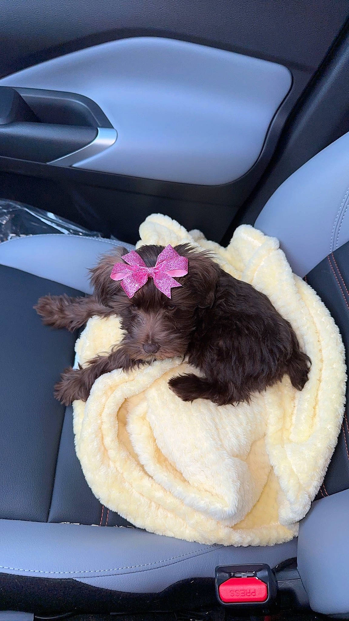 Ruby Jane joined the competition — help win amazing prizes! automotive_design, car_seat, comfort, companion_dog, fashion_accessory, felidae, flower, fur, headgear, linens, luxury_vehicle, personal_luxury_car, petal, plant, small_to_medium_sized_cats, tail, vehicle_door, window, wool, woolen