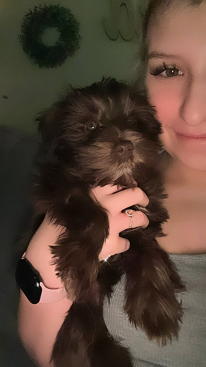 Ruby Jane joined the competition — help win amazing prizes! black_hair, carnivore, companion_dog, dog, dog_breed, ear, eyelash, fashion_accessory, fur, gesture, liver, snout, sporting_group, toy_dog, working_animal