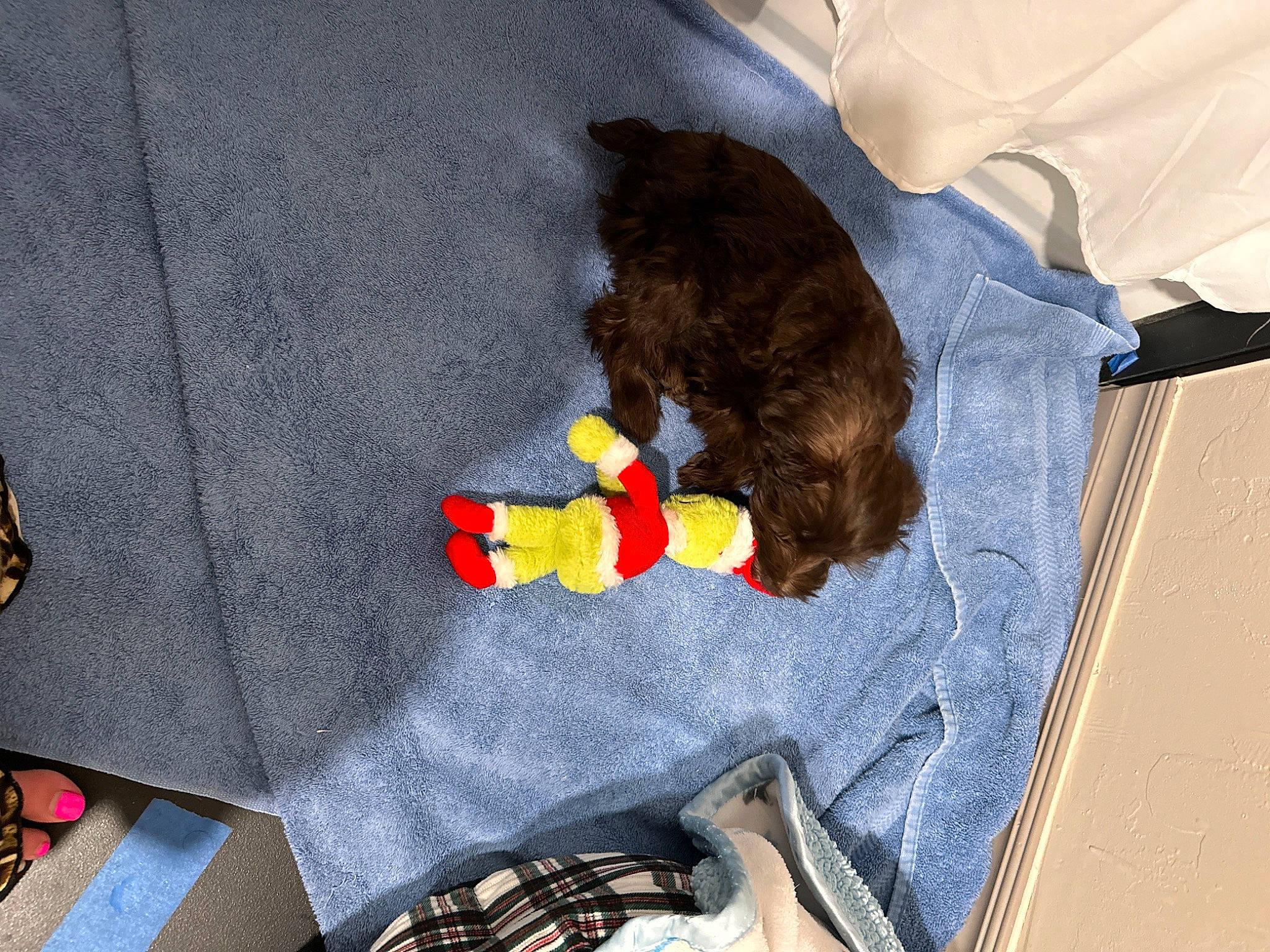 Ruby Jane is registered to the contest to win money with this photo: black_cat, carnivore, child, comfort, companion_dog, dog_breed, dog_supply, felidae, flooring, fun, fur, linens, pet_supply, play, room, small_to_medium_sized_cats, stuffed_toy, tail, toy