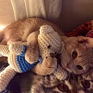 Ozzie is registered to the contest to win money with this photo: animal, blanket, brown_cat, cat, close_up, comfort, cozy, crocheted_toy, cuddle, cute, feline, indoor, pet, plush, resting, sleepy, soft, stuffed_animal, toy, warm_lighting