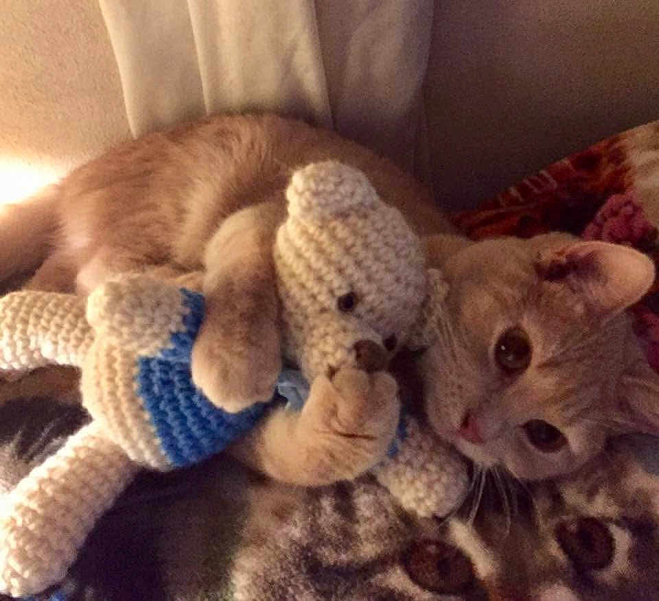 Ozzie is registered to the contest to win money with this photo: animal, blanket, brown_cat, cat, close_up, comfort, cozy, crocheted_toy, cuddle, cute, feline, indoor, pet, plush, resting, sleepy, soft, stuffed_animal, toy, warm_lighting