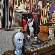 Felix joined the competition — help win amazing prizes! black_and_white, cat, collectibles, feline, home_interior, music, pet, photography, record_collection, record_player, retro, robot_head, sitting, speaker, stereo, turntable, tuxedo_cat, vintage, vinyl_records, wooden_furniture
