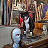 black_and_white, cat, collectibles, feline, home_interior, music, pet, photography, record_collection, record_player, retro, robot_head, sitting, speaker, stereo, turntable, tuxedo_cat, vintage, vinyl_records, wooden_furniture