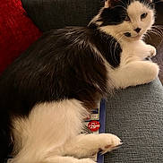 Mia joined the competition — help win amazing prizes! animal, black_and_white, cat, couch, ears, feline, fluffy, flyer, indoors, living_room, longhaired, lounging, paws, pet, portrait, red_pillow, relaxed, sitting, sofa, whiskers