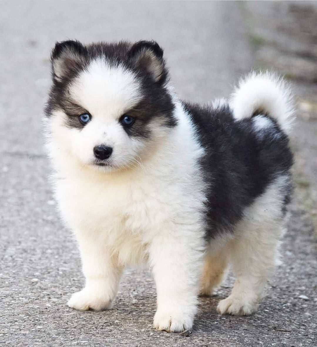 Nova a rejoint le concours — aidez-le/la à gagner de superbes lots ! ancient_dog_breeds, art, balance, canidae, carnivore, companion_dog, dog, dog_breed, fur, non_sporting_group, puppy, sled_dog, snout, sporting_group, terrestrial_animal, working_animal, working_dog