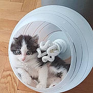 Neo participe au concours pour gagner de l'argent avec cette photo : animal, blue_eyes, cat, cozy, curious, cute, domestic, fur, gray, indoor, kitten, lamp, lampshade, pets, playful, resting, small, white, wooden_floor, young