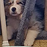 puppy, dog, sleepy, broom, cat_tree, floor, furniture, indoor, pet, cute, fluffy, young_dog, resting, animal, domestic_animal, household, cozy, fur, small_dog, brown_flooring