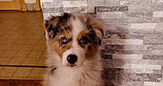 Volt a rejoint le concours — aidez-le/la à gagner de superbes lots ! puppy, dog, australian_shepherd, blue_eyes, fluffy, sitting, indoor, wooden_floor, parquet, stone_wall, pet, canine, cute, young_dog, fur, looking, animal, companion, domestic, adorable