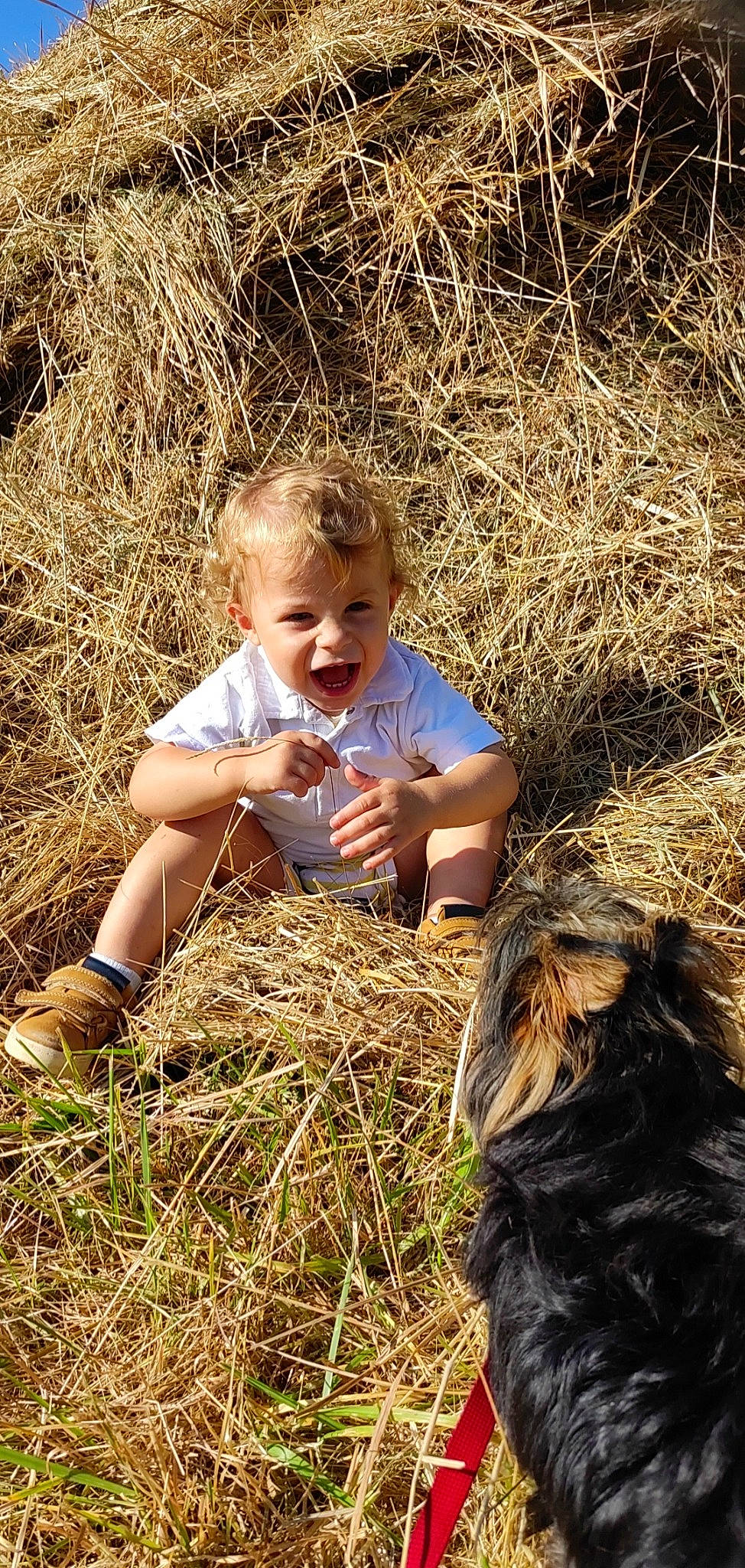 Daynis participe au concours pour gagner de l'argent avec cette photo : adaptation, baby, blond, child, fawn, fun, grass, grassland, happy, landscape, nature, people_in_nature, person, prairie, rural_area, smile, soil, sunlight, toddler, wood
