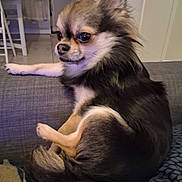 Koda participe au concours pour gagner de l'argent avec cette photo : dog, chihuahua, pet, long_haired_dog, couch, indoor, living_room, sitting, tail, paw, fur, face, eyes, nose, ears, whiskers, small_dog, furniture, blanket, relaxed