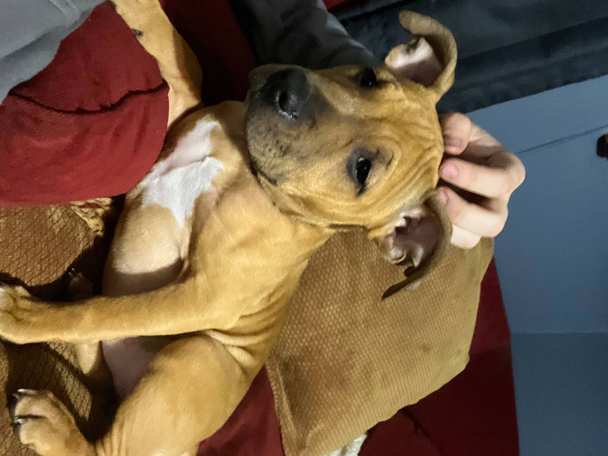 Annie is registered to the contest to win money with this photo: ancient_dog_breeds, canidae, carnivore, collar, comfort, companion_dog, dog, dog_breed, dog_collar, ear, fawn, fur, guard_dog, non_sporting_group, paw, puppy_love, sporting_group, toy_dog, working_animal, wrinkle