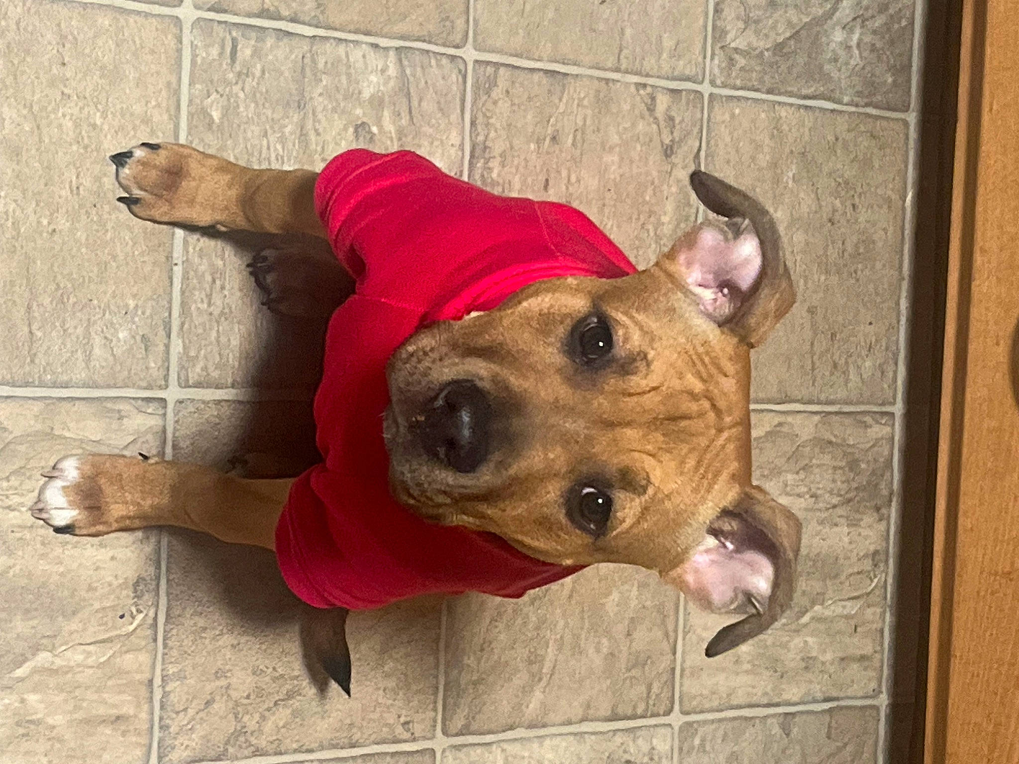 Annie joined the competition — help win amazing prizes! canidae, carnivore, companion_dog, dog, dog_breed, dog_supply, fawn, flooring, guard_dog, metal, non_sporting_group, pet_supply, snout, sporting_group, suidae, terrestrial_animal, whiskers, window, working_animal, working_dog