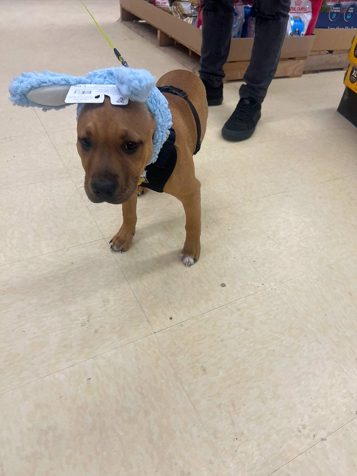 Annie joined the competition — help win amazing prizes! asphalt, canidae, carnivore, collar, companion_dog, dog, dog_breed, fashion_accessory, fawn, floor, flooring, human_leg, leash, luggage_and_bags, pet_supply, road_surface, sporting_group, thigh, tire, working_animal