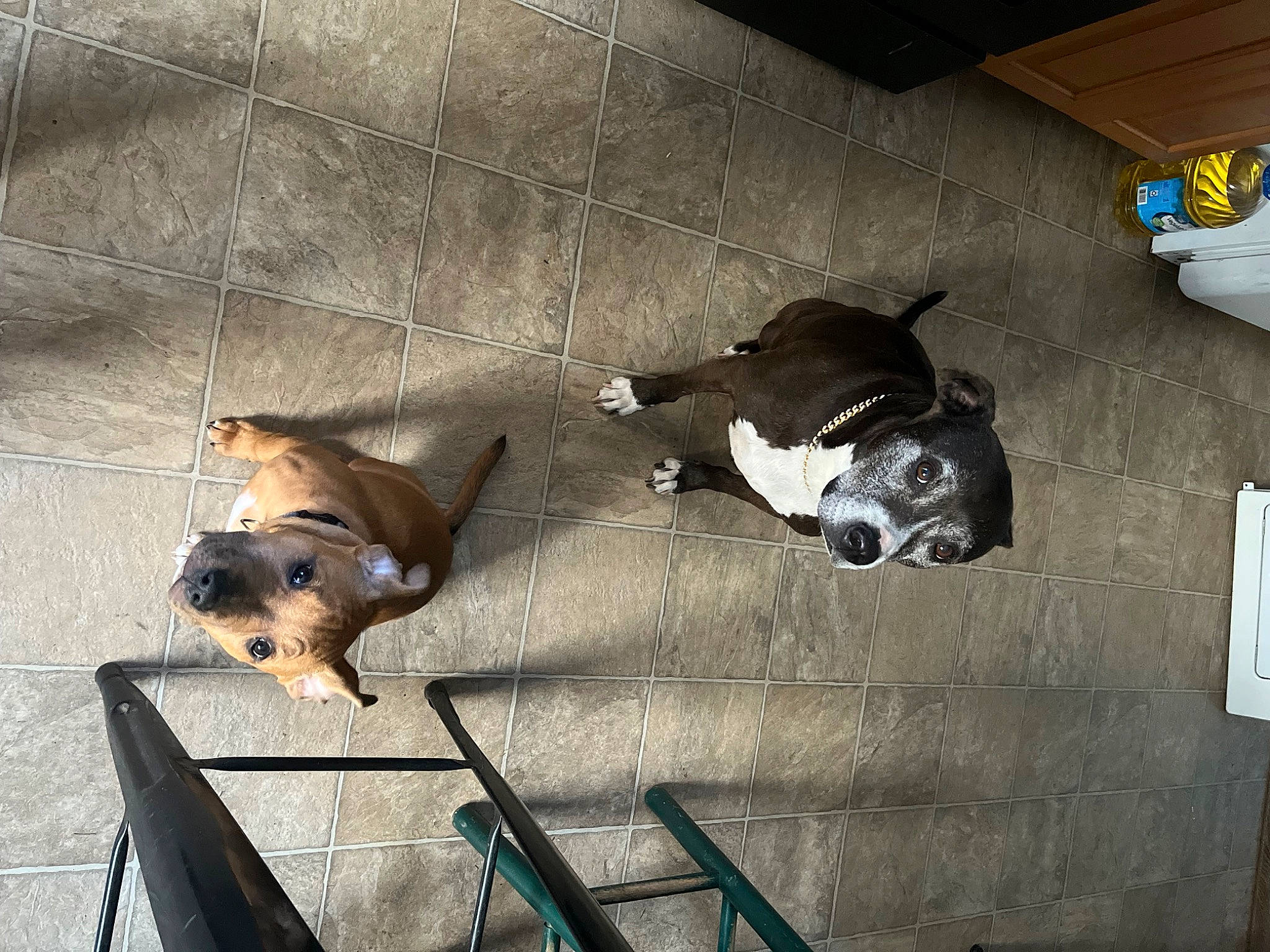 Annie is registered to the contest to win money with this photo: art, canidae, carnivore, companion_dog, concrete, dog, dog_breed, fawn, flooring, fur, metal, personal_protective_equipment, pet_supply, shadow, snout, sporting_group, tints_and_shades, vertebrate, wood, working_animal