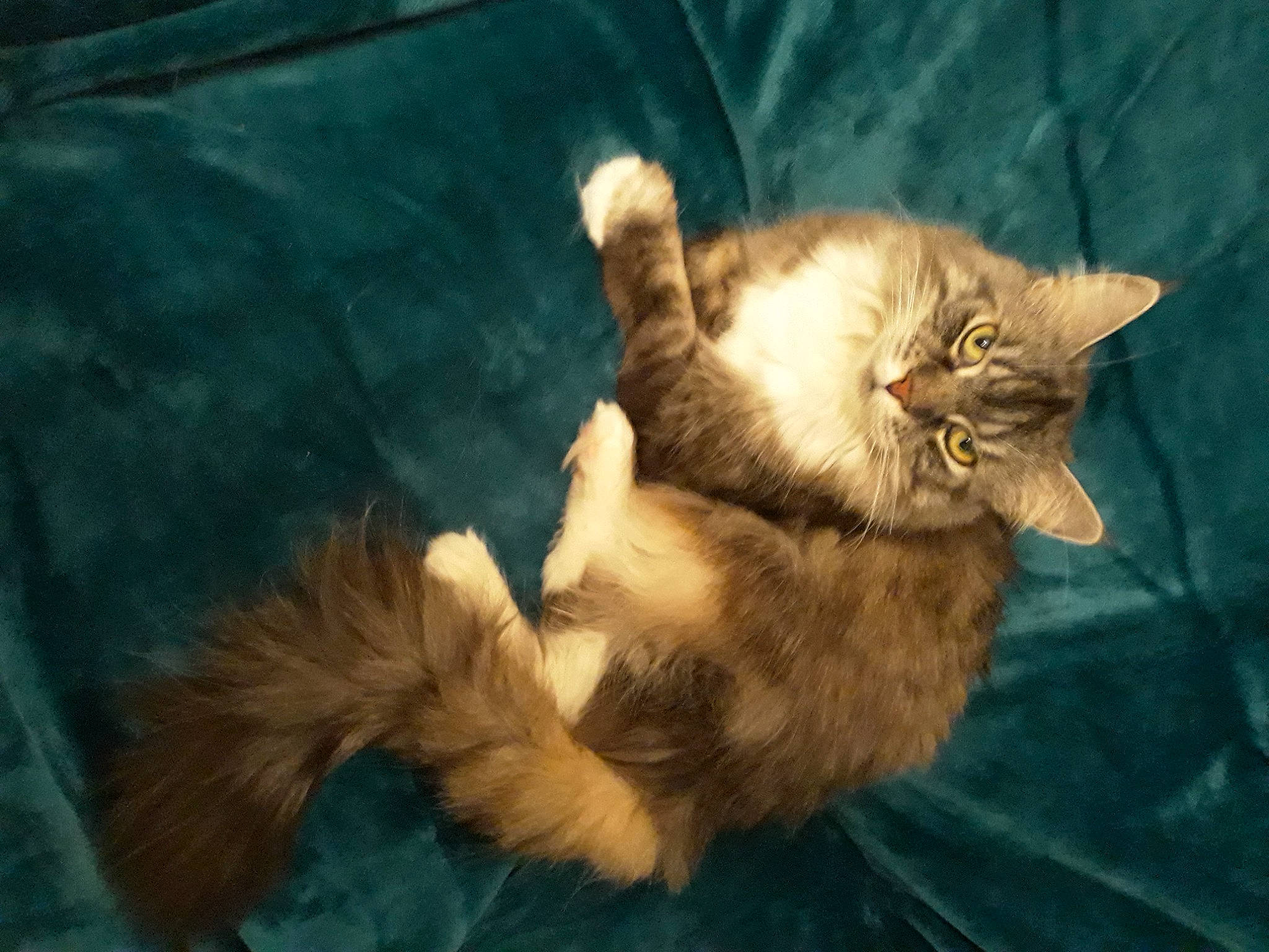 Matiniere participe au concours pour gagner de l'argent avec cette photo : carnivore, cat, claw, domestic_short_haired_cat, fawn, felidae, fur, maine_coon, paw, small_to_medium_sized_cats, snout, somali, tail, terrestrial_animal, whiskers, wildlife