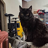 Ursula is registered to the contest to win money with this photo: black_cat, cat, pet, feline, indoor, household, chair, cat_tree, furniture, eyes, fur, looking, perched, domestic_animal, curious, room, clutter, storage, container, box