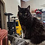 black_cat, cat, pet, feline, indoor, household, chair, cat_tree, furniture, eyes, fur, looking, perched, domestic_animal, curious, room, clutter, storage, container, box