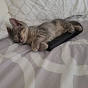 Willie Meows joined the competition — help win amazing prizes! adorable, animal, bed, cat, comfort, cozy, cute, domestic_animal, feline, fur, indoor, kitten, peaceful, pet, remote_control, resting, sleeping, small, soft, tabby