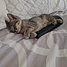 adorable, animal, bed, cat, comfort, cozy, cute, domestic_animal, feline, fur, indoor, kitten, peaceful, pet, remote_control, resting, sleeping, small, soft, tabby