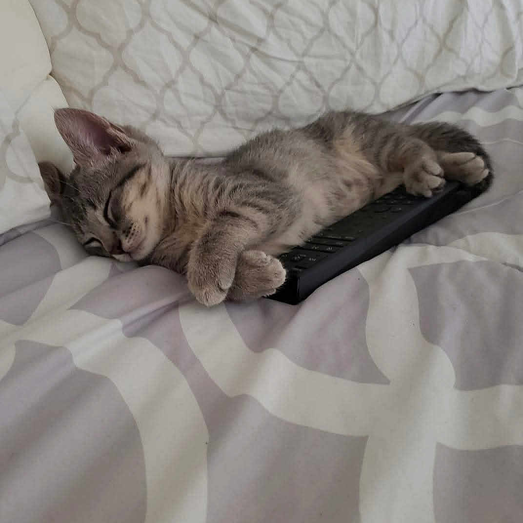 Willie Meows joined the competition — help win amazing prizes! adorable, animal, bed, cat, comfort, cozy, cute, domestic_animal, feline, fur, indoor, kitten, peaceful, pet, remote_control, resting, sleeping, small, soft, tabby