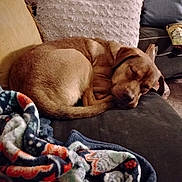 Duke is registered to the contest to win money with this photo: blanket, brown_dog, comfort, couch, cozy, curled_up, dog, domestic_animal, furniture, home, indoor, living_room, nap, pet, pillows, quiet, relaxing, resting, sleeping, soft_texture