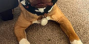 Duke is registered to the contest to win money with this photo: animal, bandana, brown, canine, carpet, closeup, collar, cute, dog, ears, front_legs, furniture, home, indoor, looking, lying, nose, pet, treat, white_paws