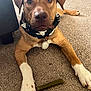 animal, bandana, brown, canine, carpet, closeup, collar, cute, dog, ears, front_legs, furniture, home, indoor, looking, lying, nose, pet, treat, white_paws