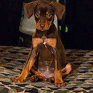 Pretty Girl joined the competition — help win amazing prizes! puppy, dog, brown_dog, sitting, pet, animal, indoor, curious, young_dog, canine, looking, portrait, cute, ears, fur, paw, face, chest, front_legs, patterned_surface