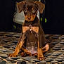 puppy, dog, brown_dog, sitting, pet, animal, indoor, curious, young_dog, canine, looking, portrait, cute, ears, fur, paw, face, chest, front_legs, patterned_surface
