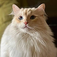 Kumo joined the competition — help win amazing prizes! abyssinian, angora, animal, cat, kitten, manx, pet, siamese, snout, white