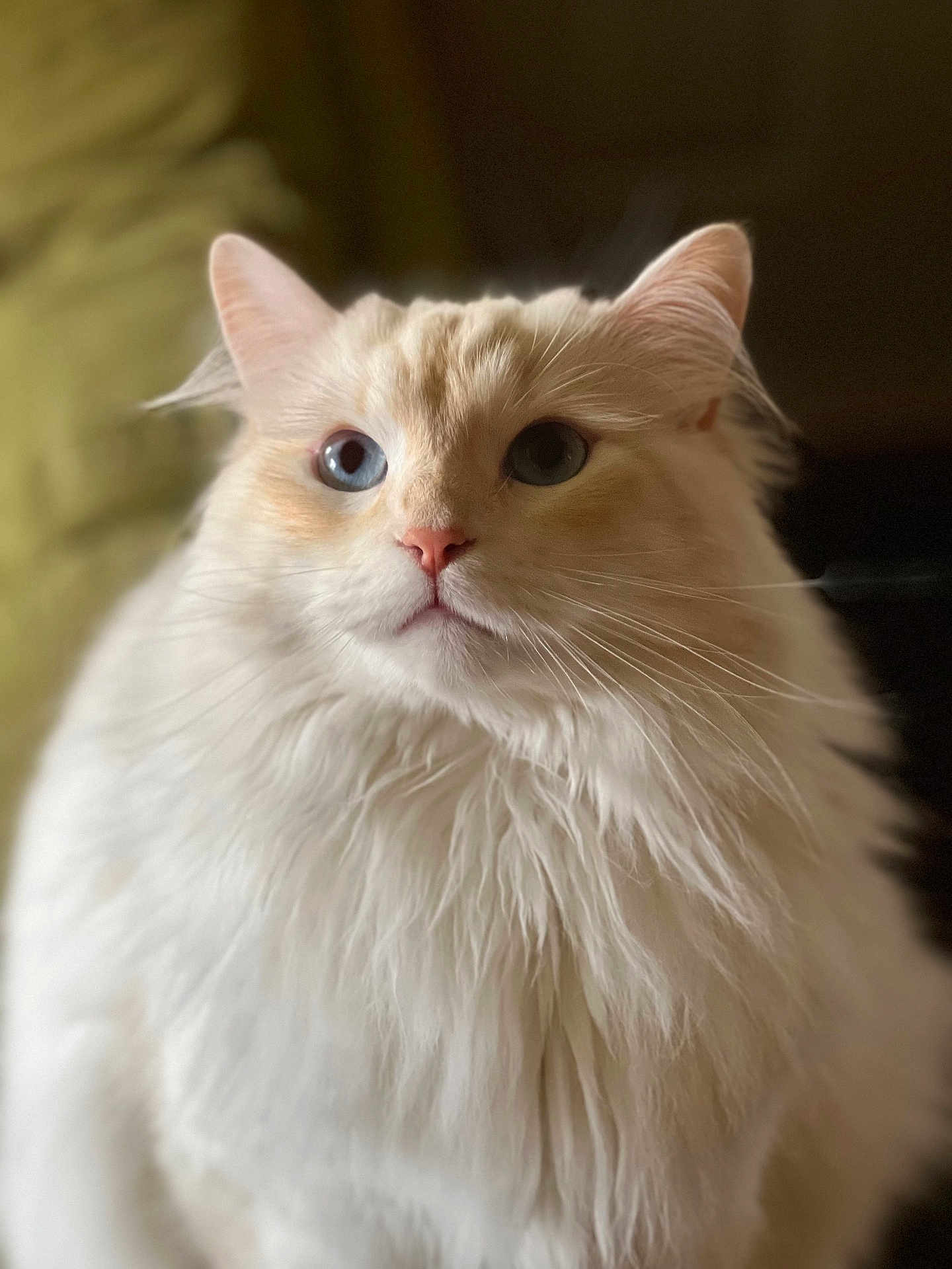 Kumo joined the competition — help win amazing prizes! abyssinian, angora, animal, cat, kitten, manx, pet, siamese, snout, white