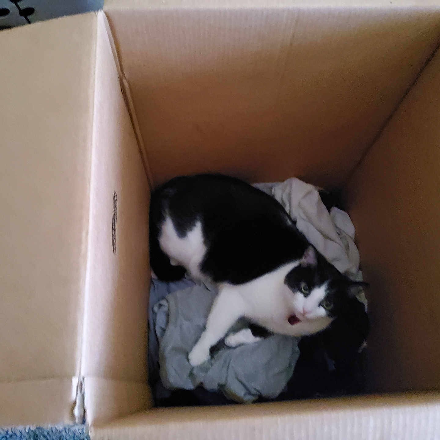 Honey Bunny is registered to the contest to win money with this photo: animal, black_and_white, box, cardboard, cat, clothes, container, cozy, curious, domestic_animal, feline, floor, fur, household, indoor, looking_up, pet, relaxed, resting, whiskers