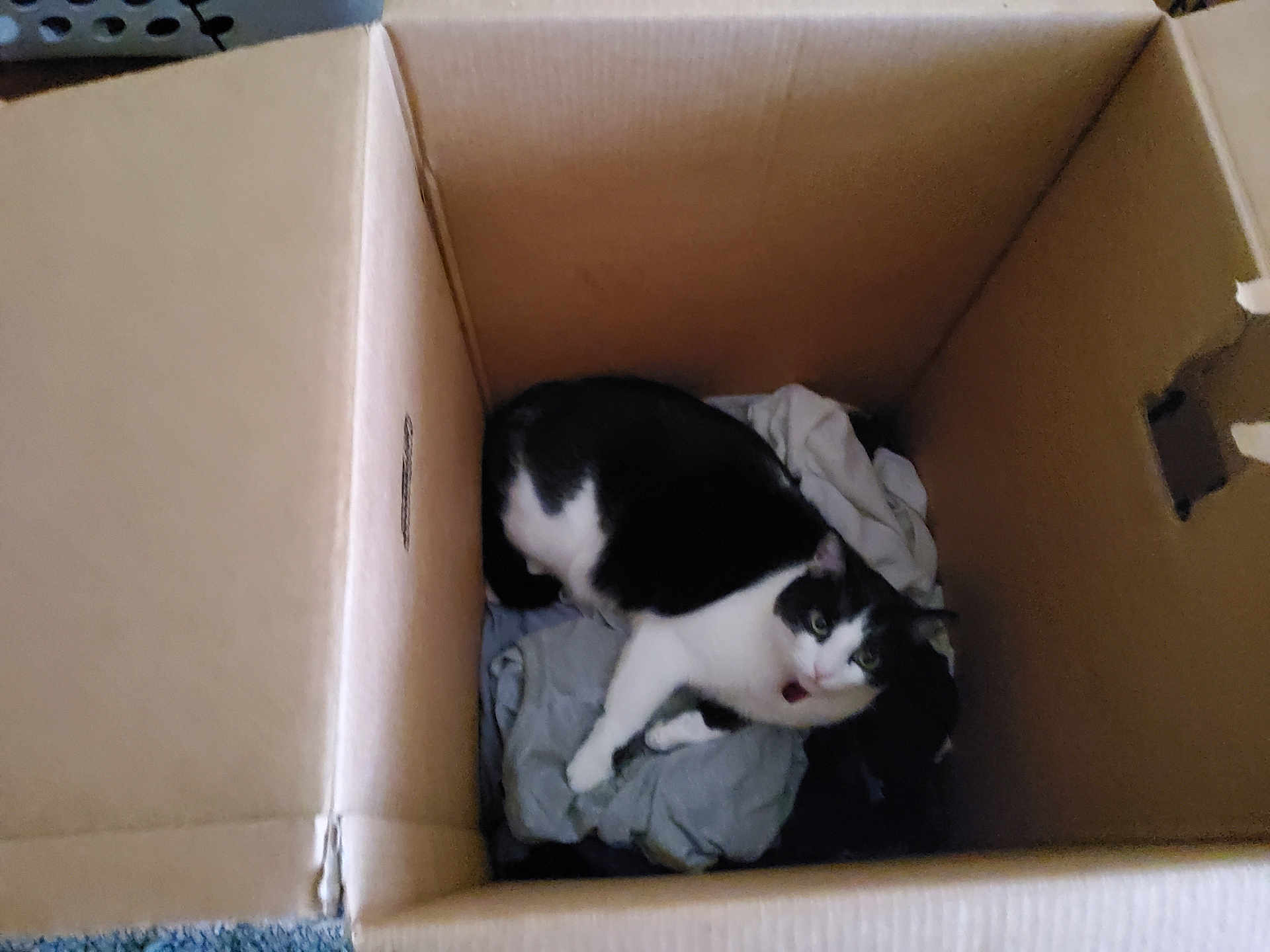 Honey Bunny is registered to the contest to win money with this photo: animal, black_and_white, box, cardboard, cat, clothes, container, cozy, curious, domestic_animal, feline, floor, fur, household, indoor, looking_up, pet, relaxed, resting, whiskers