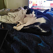 Honey Bunny is registered to the contest to win money with this photo: bed, black_and_white, blanket, cat, cozy, domestic, feline, fur, home, indoor, living_room, notebook, pen, pet, phone, radio, relaxing, resting, soft, tv_screen