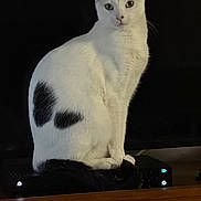 Angel is registered to the contest to win money with this photo: cat, white_cat, black_markings, pet, animal, portrait, sitting, standing, indoors, dark_background, wooden_shelf, gaming_console, electronic_device, green_eyes, whiskers, ears, fur, tail, front_view, funny_pose