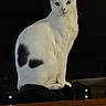 cat, white_cat, black_markings, pet, animal, portrait, sitting, standing, indoors, dark_background, wooden_shelf, gaming_console, electronic_device, green_eyes, whiskers, ears, fur, tail, front_view, funny_pose