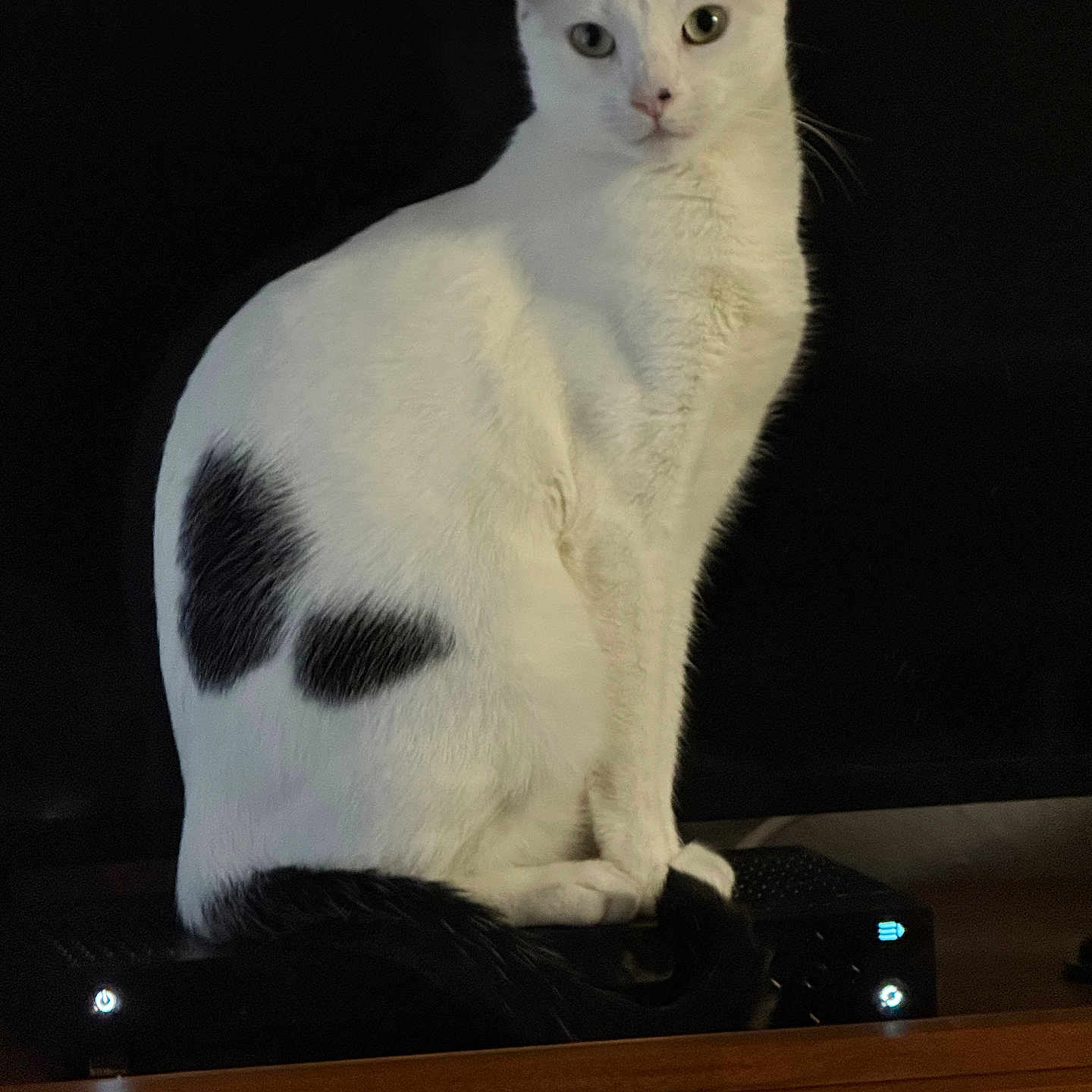 Angel is registered to the contest to win money with this photo: cat, white_cat, black_markings, pet, animal, portrait, sitting, standing, indoors, dark_background, wooden_shelf, gaming_console, electronic_device, green_eyes, whiskers, ears, fur, tail, front_view, funny_pose