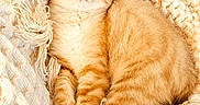 Belette participe au concours pour gagner de l'argent avec cette photo : animal, blanket, cat, comfort, cozy, cute, domestic_cat, feline, fur, ginger_cat, indoor, knitted_blanket, nap, pet, relaxed, resting, sleeping, soft_texture, warm, whiskers
