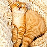 Belette participe au concours pour gagner de l'argent avec cette photo : cat, ginger_cat, sleeping, blanket, knitted_blanket, cozy, pet, feline, resting, soft_texture, cute, domestic_cat, whiskers, fur, relaxed, indoor, comfort, nap, warm, animal