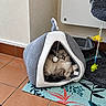 cat, cat_bed, toy, pom_pom, floor, tile, mat, indoor, pet, feline, cozy, resting, plaything, animal, fur, cute, corner, household, relaxed, domestic