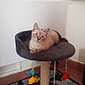 Belette participe au concours pour gagner de l'argent avec cette photo : cat, kitten, cat_tree, toy, dolphin_toy, indoor, window, radiator, floor_rug, curious, pet, animal, feline, resting, blue_eyes, gray, colorful, playful, home, cozy