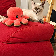 Belette a rejoint le concours — aidez-le/la à gagner de superbes lots ! animal, cat, couch, cozy, door, feline, home, indoor, kitten, living_room, lounging, octopus, pet, plush_toy, portrait, red_chair, sitting, sleepy, wall_decor, wooden_chair