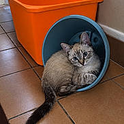 Belette a rejoint le concours — aidez-le/la à gagner de superbes lots ! cat, animal, blue_eyes, bucket, orange_container, tiled_floor, indoor, curious, cozy, pet, feline, young_cat, looking_at_camera, floor, wall, corner, domestic, cute, sitting, tail