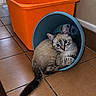 cat, animal, blue_eyes, bucket, orange_container, tiled_floor, indoor, curious, cozy, pet, feline, young_cat, looking_at_camera, floor, wall, corner, domestic, cute, sitting, tail