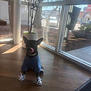 Onyx joined the competition — help win amazing prizes! animal, black_dog, casual_wear, clothing, collar, cute, daylight, dog, indoor, modern_interior, pet, plant, potted_plant, reflection, shoes, small_dog, sunlight, tongue_out, window, wooden_floor