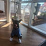 animal, black_dog, casual_wear, clothing, collar, cute, daylight, dog, indoor, modern_interior, pet, plant, potted_plant, reflection, shoes, small_dog, sunlight, tongue_out, window, wooden_floor