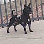 Onyx is registered to the contest to win money with this photo: animal, black_dog, canine, clothing, concrete, daylight, dog, ears_up, fence, happy, landscaping_rocks, metal_bars, outdoor, pavement, pet, side_view, small_dog, sport_jersey, standing, tongue_out