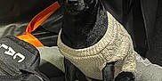 Onyx joined the competition — help win amazing prizes! accessories, animal, canine, car, car_interior, carseat, chair, chihuahua, clothing, couch, dog, dogbed, furniture, knitwear, pet, puppy, strap, sweater, transportation, vehicle