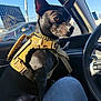 Onyx is registered to the contest to win money with this photo: animal, black_dog, canine, car_interior, collar, daytime, dog, harness, human_leg, looking, pet, reflection, road, seat, side_view, sitting, steering_wheel, sunlight, urban, window