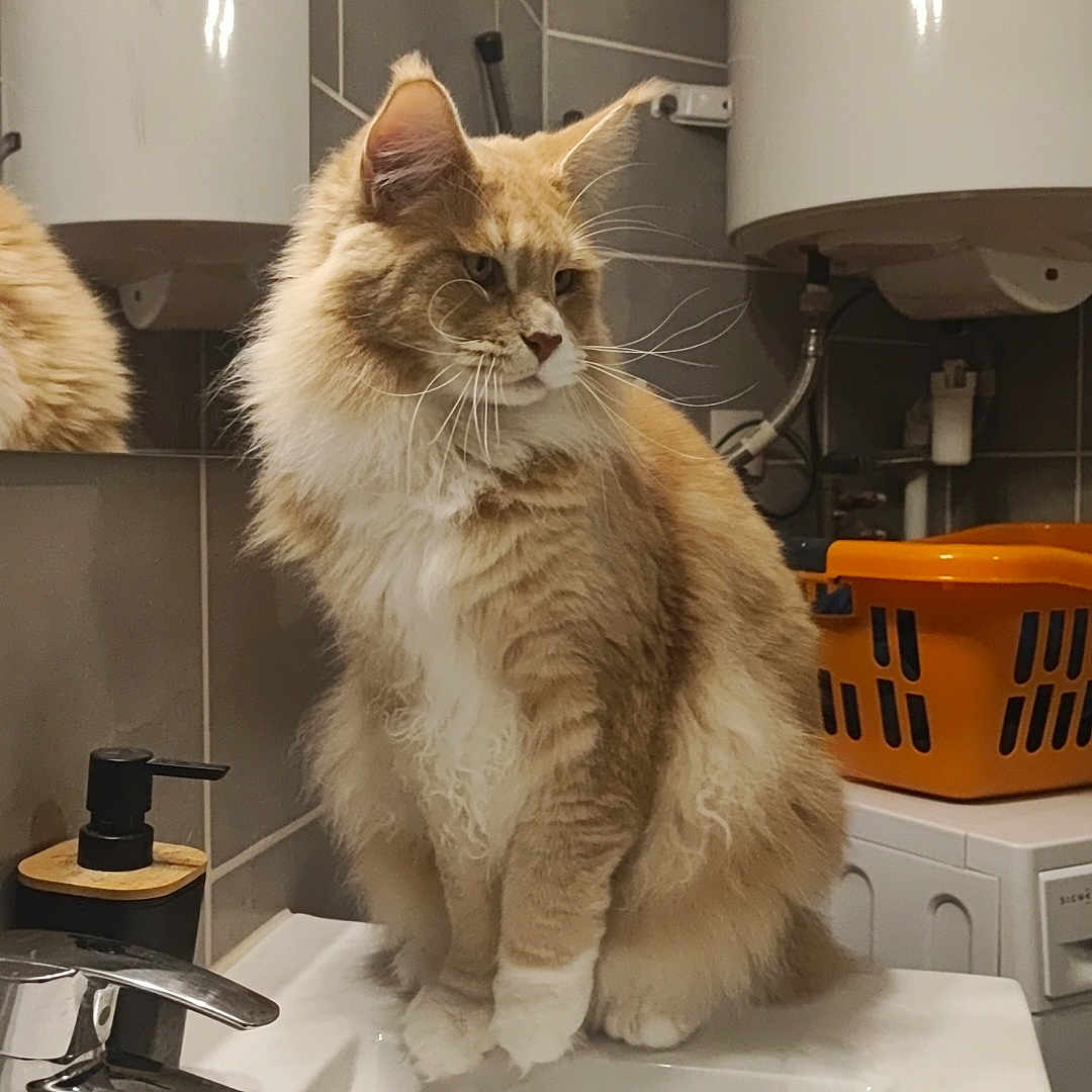 Tigrou a rejoint le concours — aidez-le/la à gagner de superbes lots ! animal, bathroom, cat, clean, curious, domestic, faucet, feline, fluffy, household, indoor, laundry_basket, mirror, orange, pet, sink, sitting, tile_wall, whiskers, white